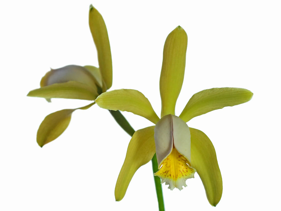 Cattleya forbesii