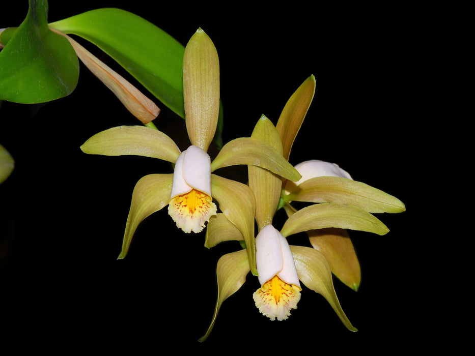 Cattleya forbesii