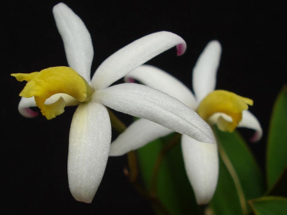 Cattleya fournieri