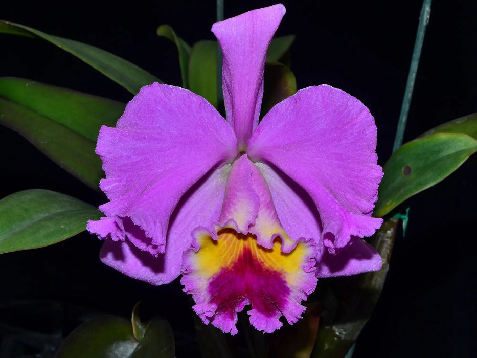 Cattleya gaskelliana x Blc. King of Taiwan 'Gold'