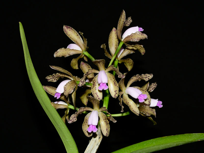 Cattleya guttata f. coerulea