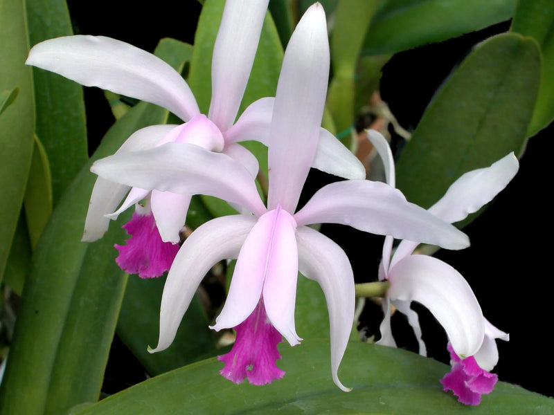 Cattleya intermedia