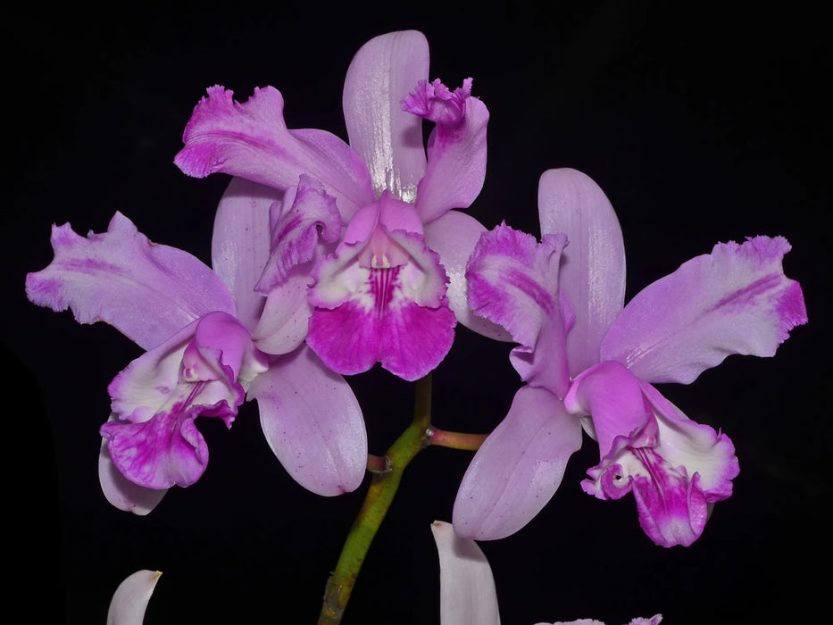 Cattleya intermedia 'Aquimi'