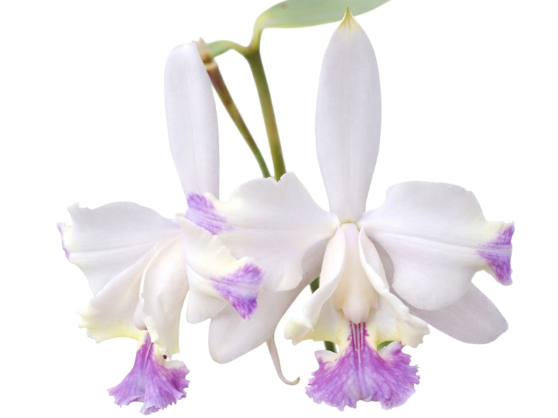 Cattleya intermedia 'Aquimi coerulea'