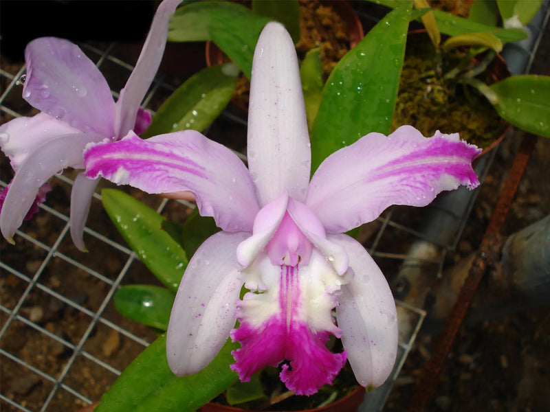 Cattleya intermedia 'Aquimi' x f. alba