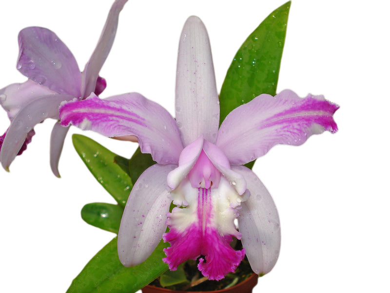 Cattleya intermedia 'Aquimi' x f. alba