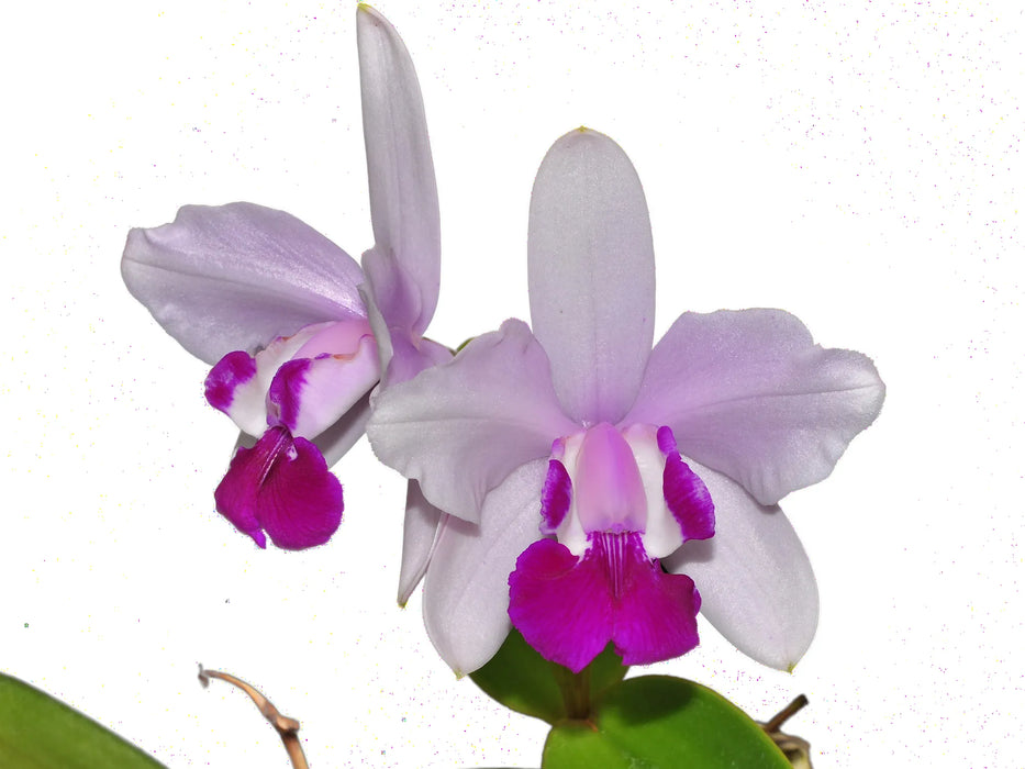 Cattleya intermedia 'Orlata'