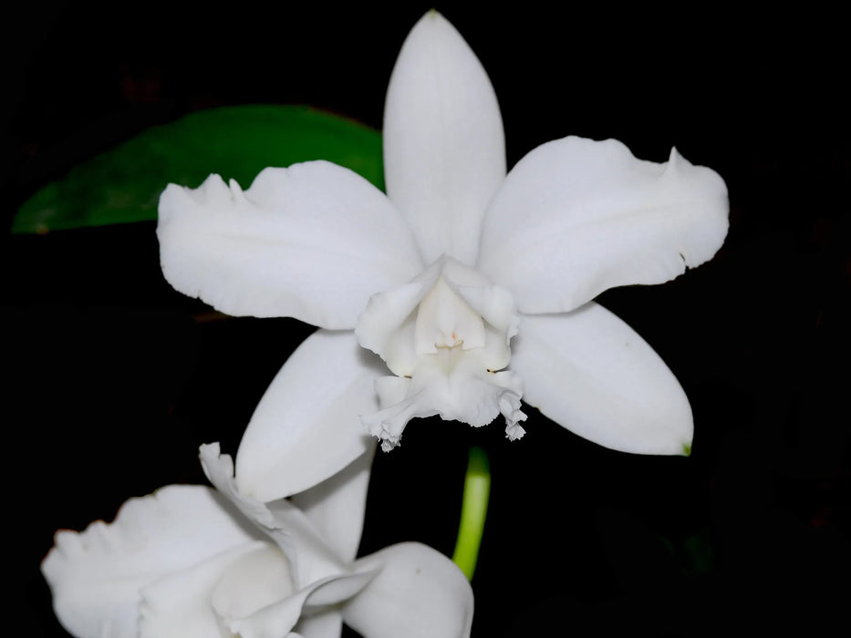 Cattleya intermedia f. alba