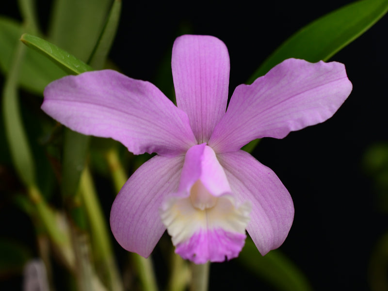 Cattleya intermedia (f. alba x 'Aquimii')