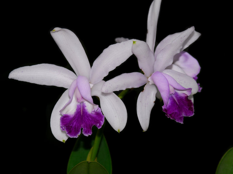 Cattleya intermedia f. coerulea 'Gigi'