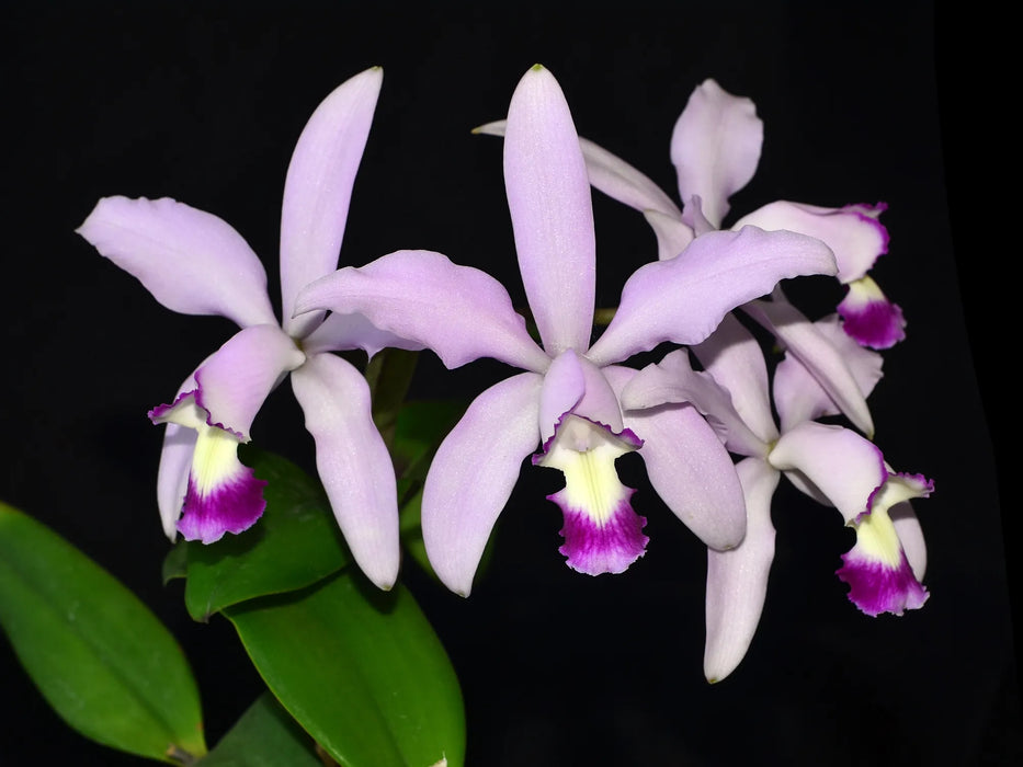 Cattleya intermedia f. semialba x f. coerulea