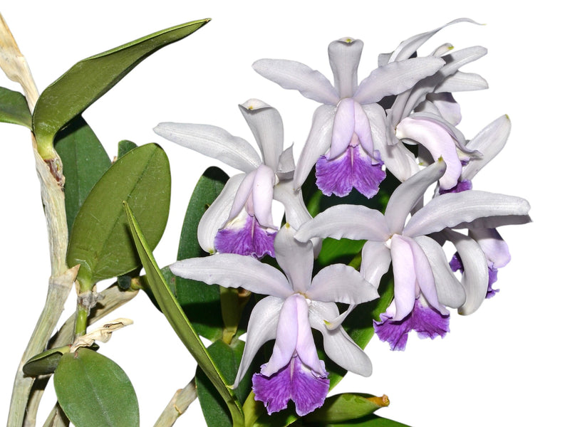 Cattleya intermedia f. coerulea 'Gigi'