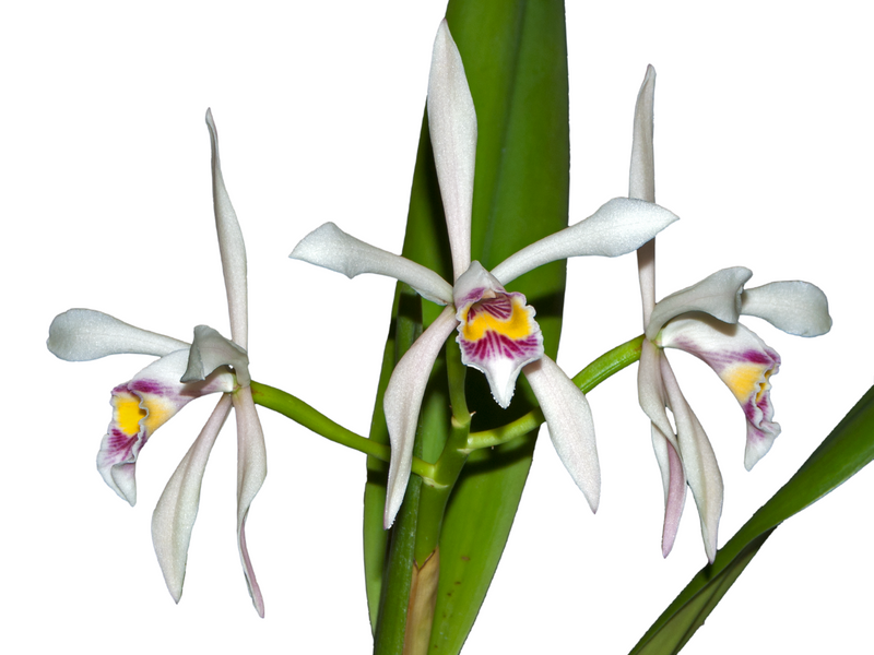 Cattleya iricolor