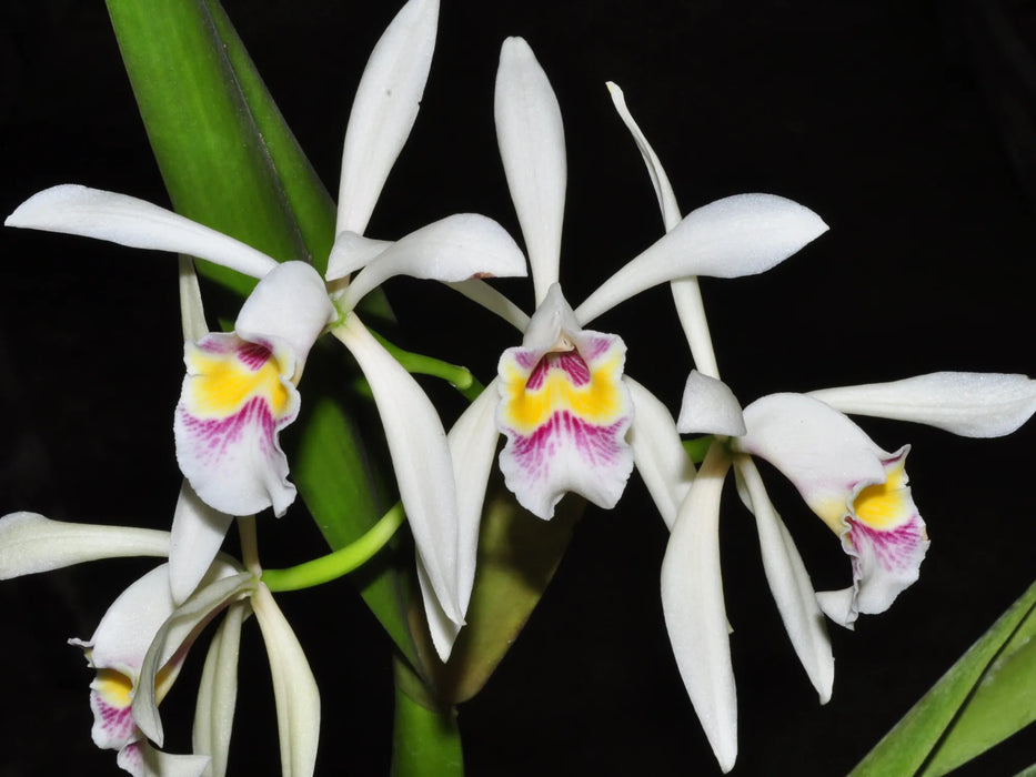 Cattleya iricolor