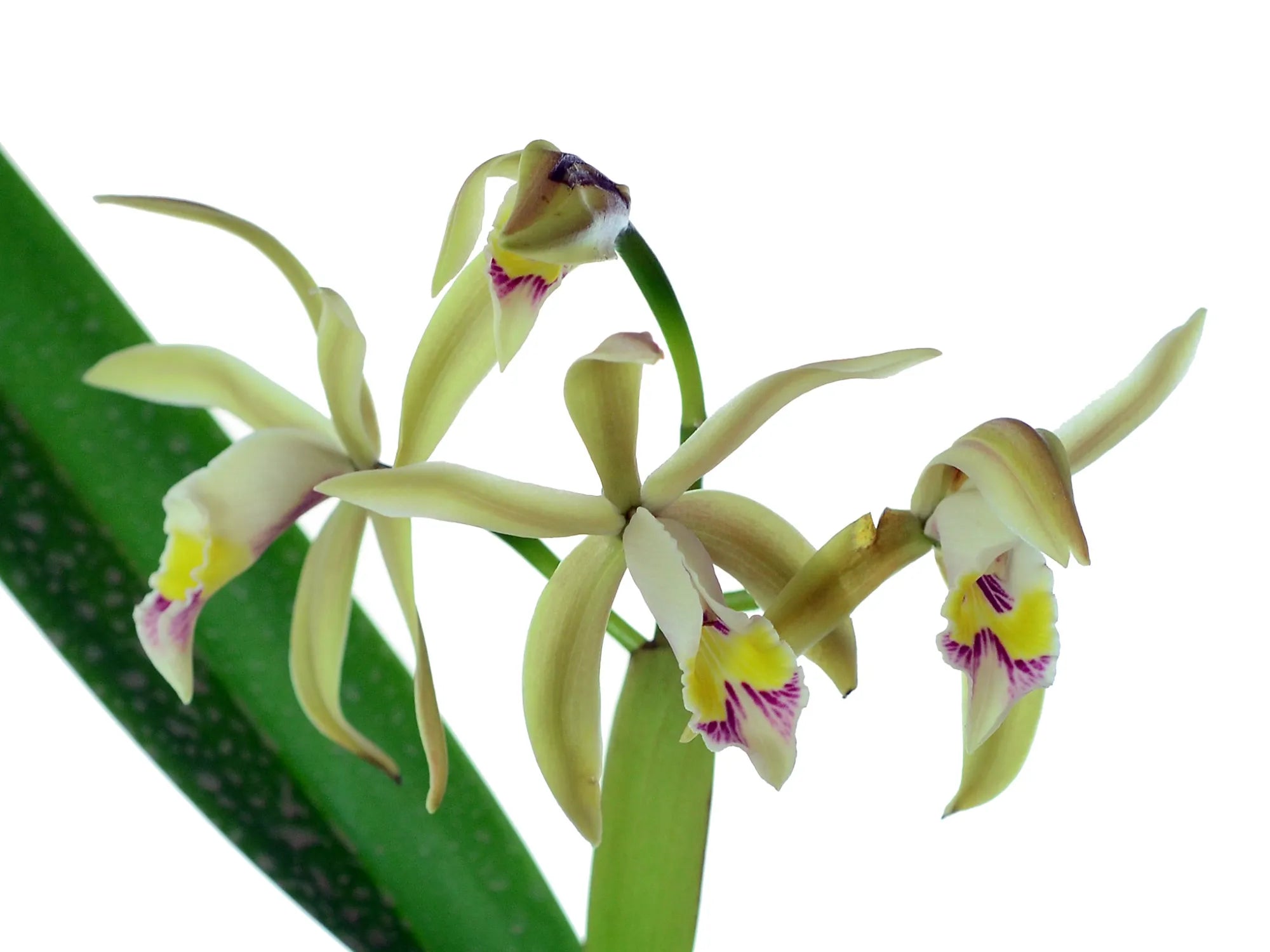 Cattleya iricolor f. xanthina