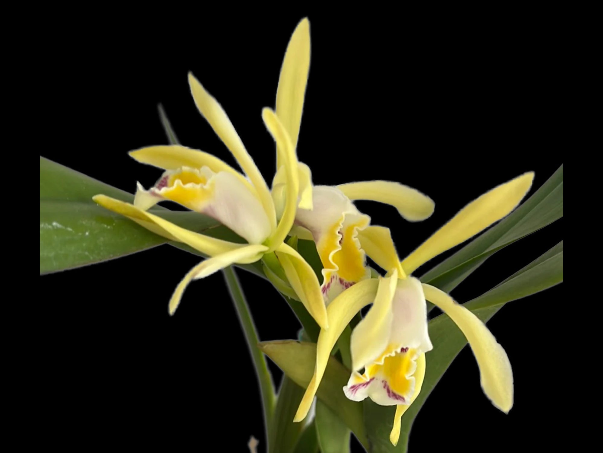 Cattleya iricolor f. xanthina 'Ecuagenera'