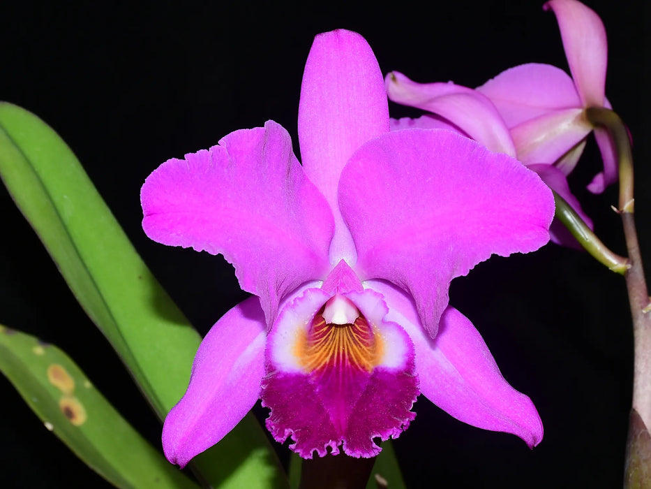 Cattleya labiata