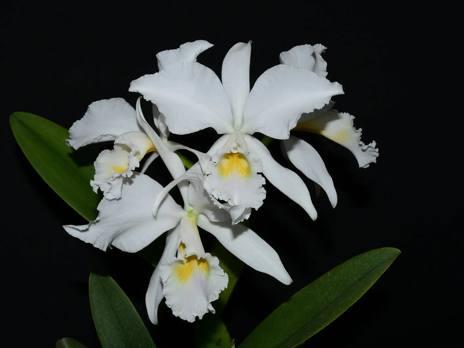 Cattleya labiata 'amesiana'