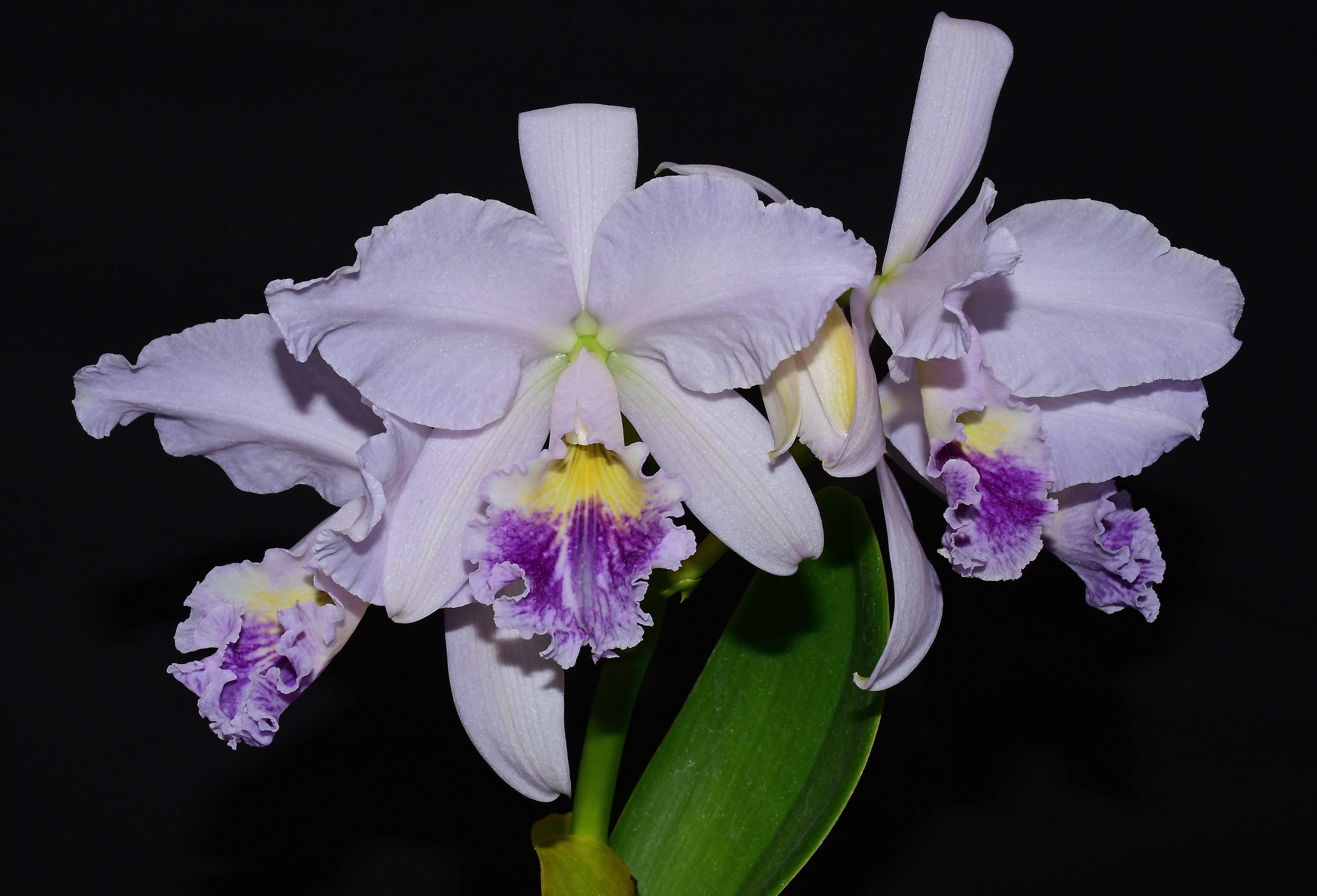 Cattleya labiata f. coerulea 'Budny' x 'Nunes' — Ecuagenera