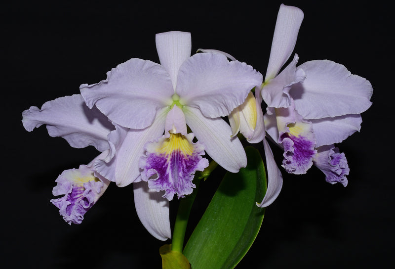 Cattleya labiata f. coerulea 'Budny' x 'Nunes'