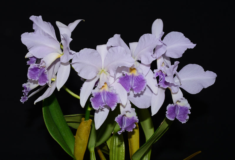 Cattleya labiata f. coerulea 'Budny' x 'Nunes'