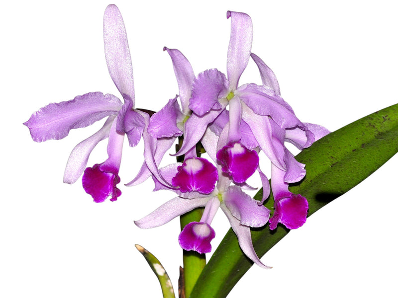 Cattleya lawrenceana