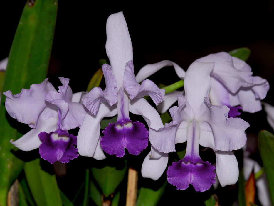 Cattleya lawrenceana f. coerulea