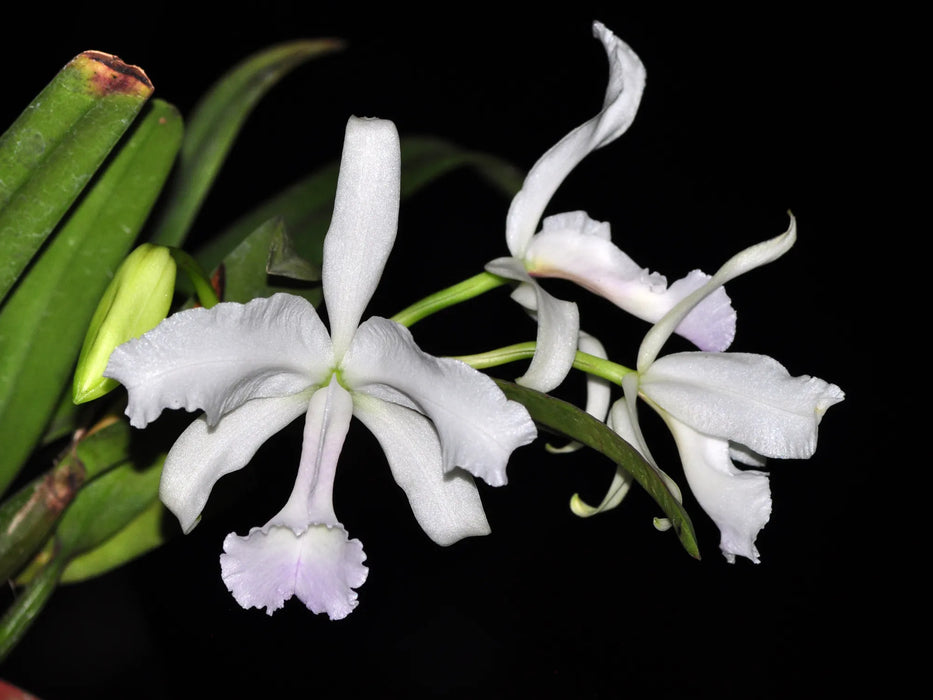 Cattleya lawrenceana f. albescens