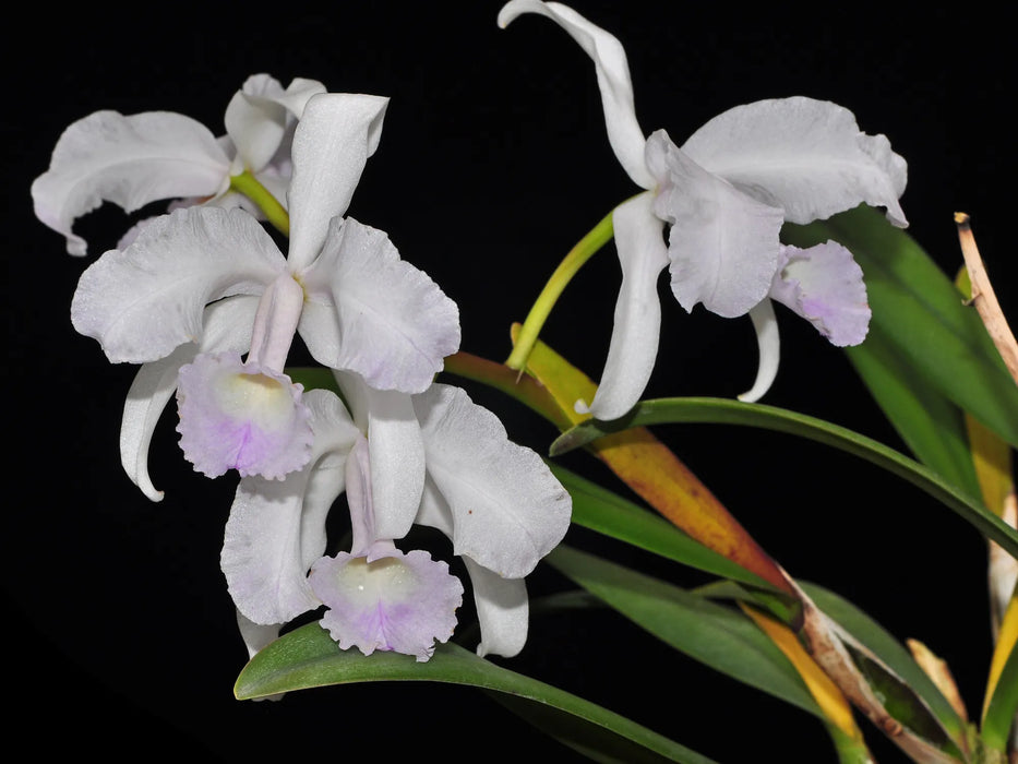 Cattleya lawrenceana f. albescens