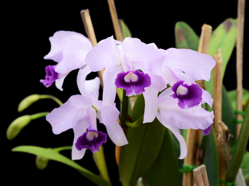 Cattleya lawrenceana f. coerulea
