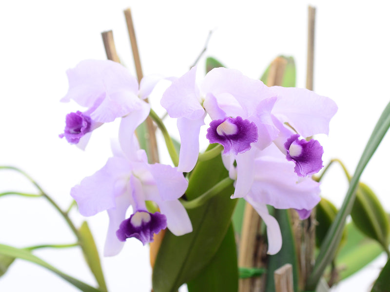 Cattleya lawrenceana f. coerulea