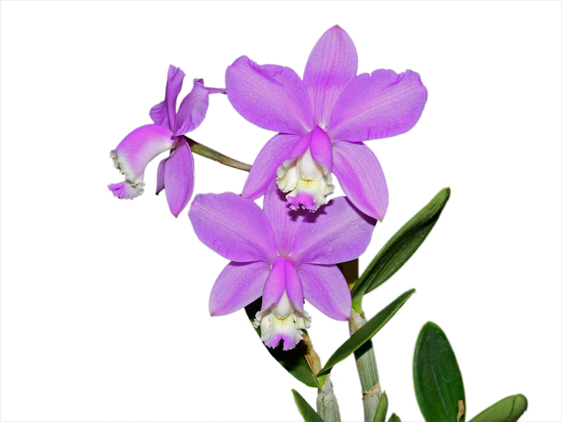 Cattleya loddigesii