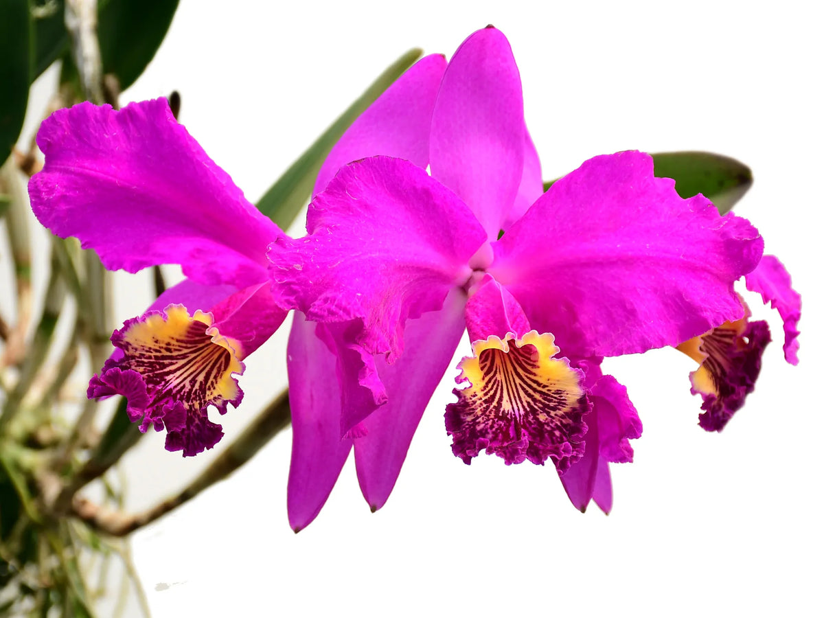 洋蘭 原種 カトレア C. lueddemanniana rubra 鉢植え ◇◇ 洋蘭 原種 カトレア lueddemanniana aquinii