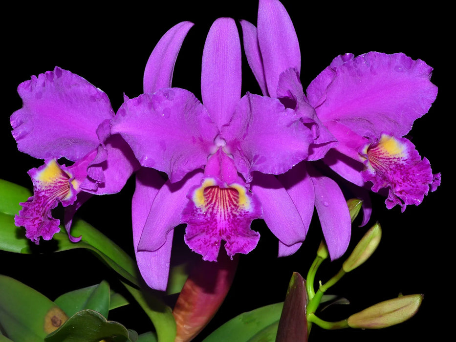 Cattleya lueddemanniana