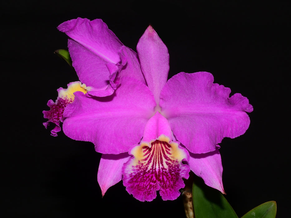 Cattleya lueddemanniana Camila x Rombito