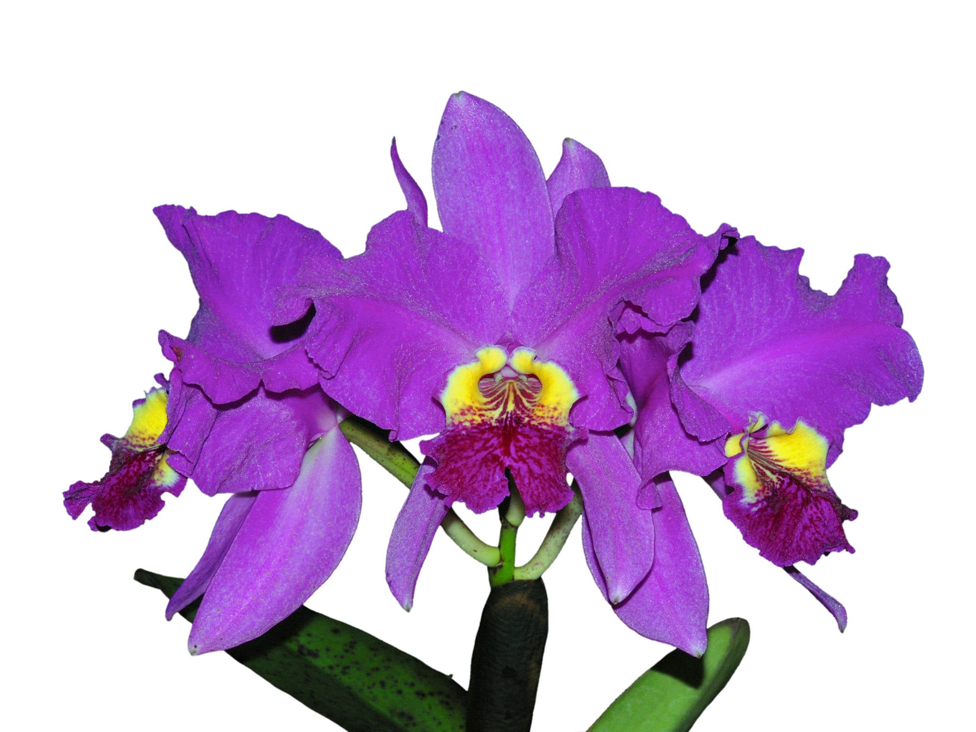 Cattleya lueddemanniana 'Rombito'