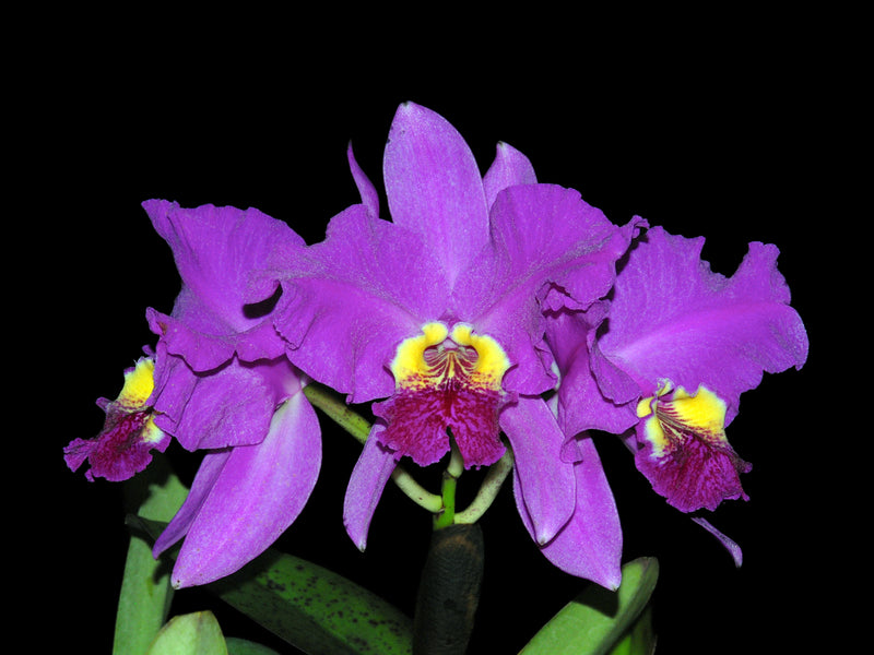 Cattleya lueddemanniana 'Rombito'