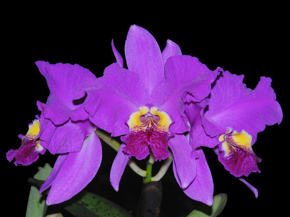 Cattleya lueddemanniana Rombito x 013