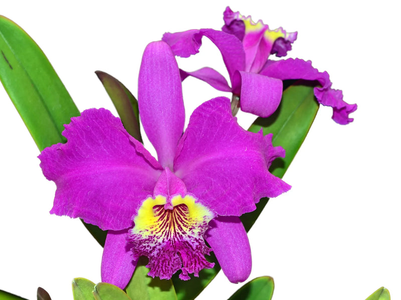 Cattleya lueddemanniana 'Cesar Fernandez' x 'Infierno' 'Jose'