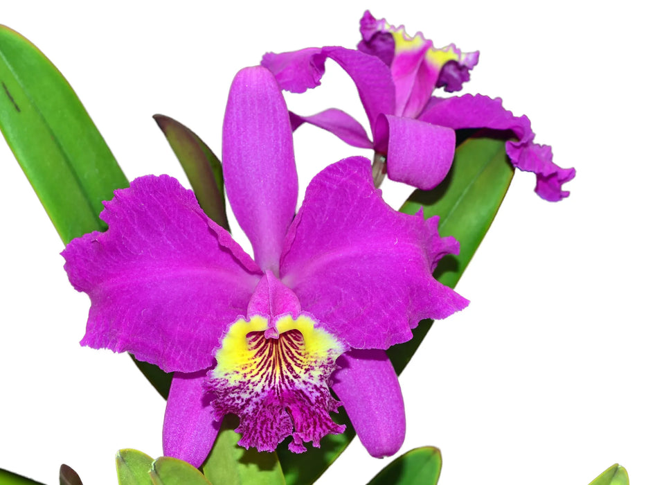 Cattleya lueddemanniana 'Cesar Fernandez' x 'Infierno' 'Jose'