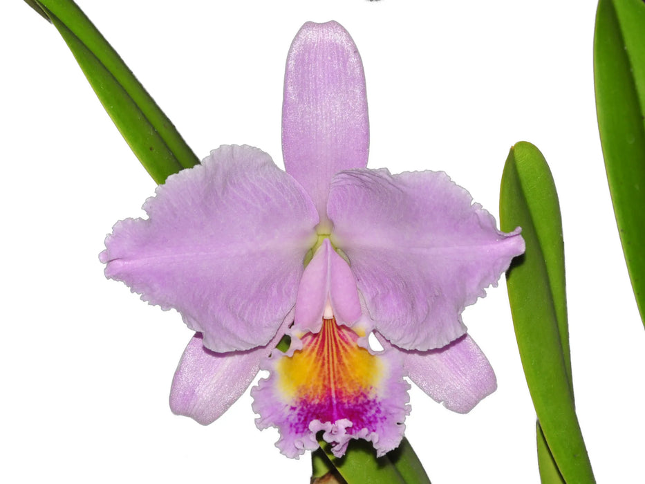 Cattleya lueddemanniana 'Cesar Fernandez' x 'Infierno' 'Nicanor'