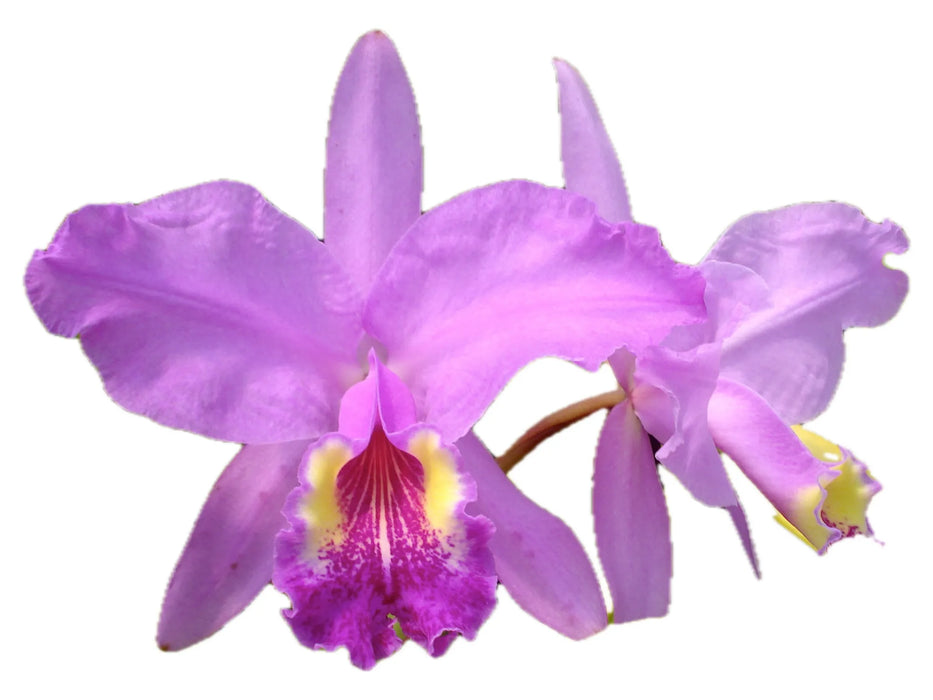 Cattleya lueddemanniana 'Clarines' x 'Morelia'