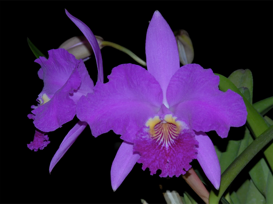 Cattleya lueddemanniana 'Salinas'