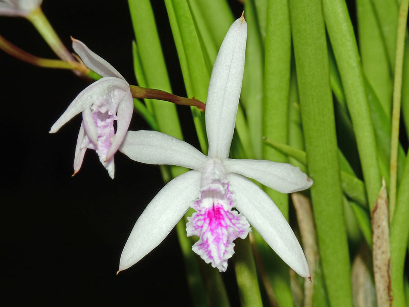 Cattleya lundii