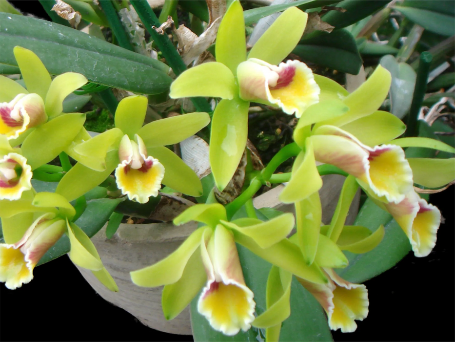 Cattleya luteola