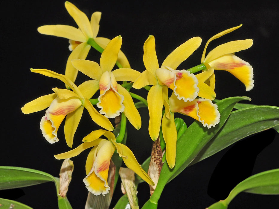 Cattleya luteola f. xanthina