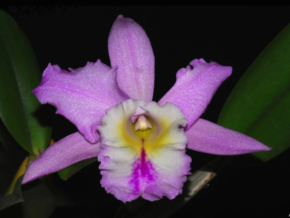 Cattleya Manglesii