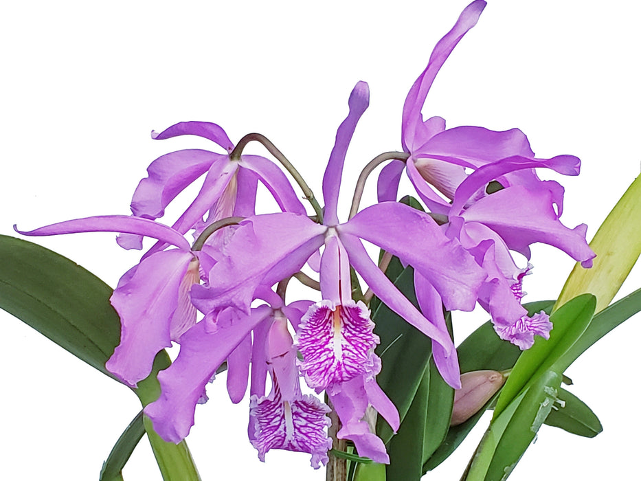 Cattleya maxima