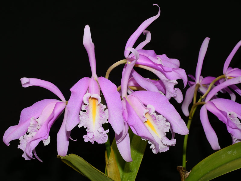 Cattleya maxima 2326 x yellow lip