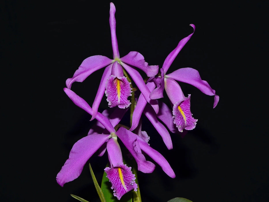 Cattleya maxima